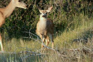 where the deer and the antelope play book review