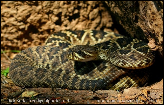 Rattlesnake