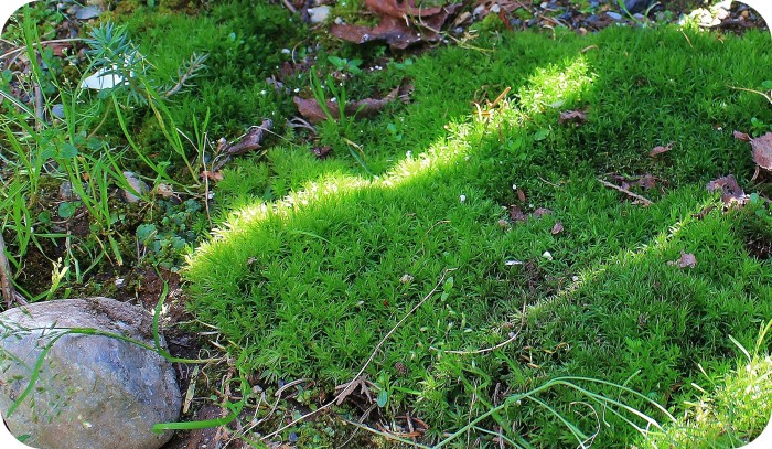 Cabin Fever Cured with a Fairy Garden ~ Mindy Peltier