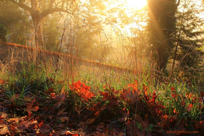 leaves in the light