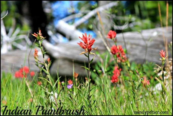 Indian Paintbrush in Montana @MindyJPeltier